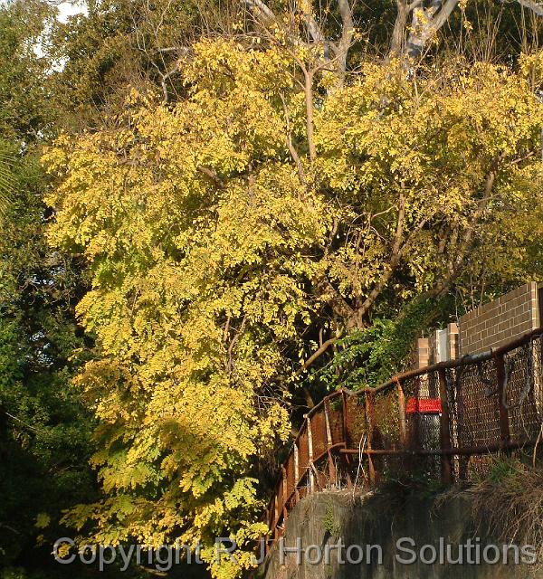 Robinia Golden